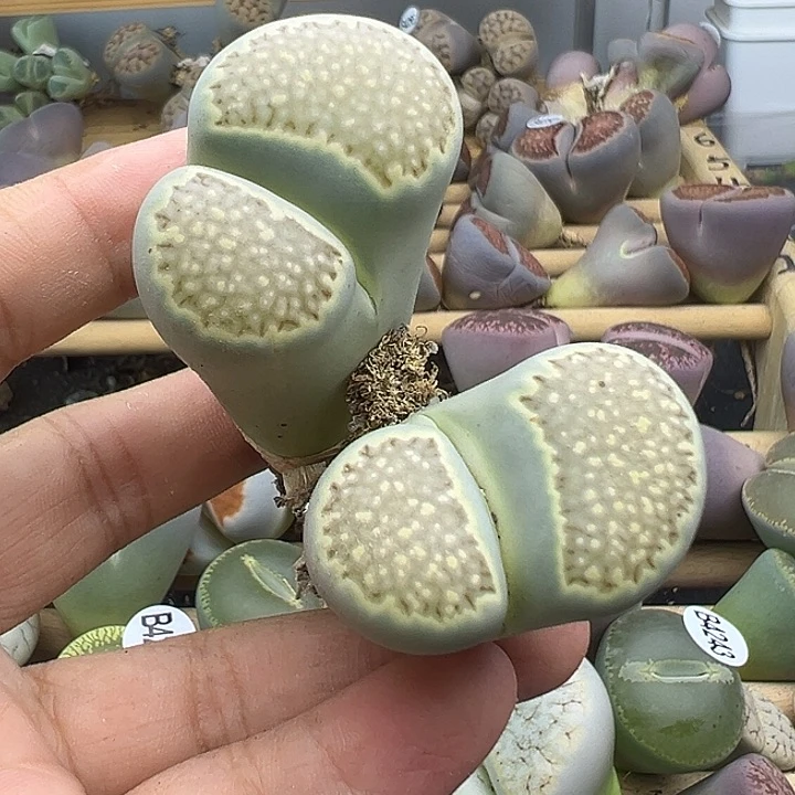 4261整点大长腿福利茶福来11