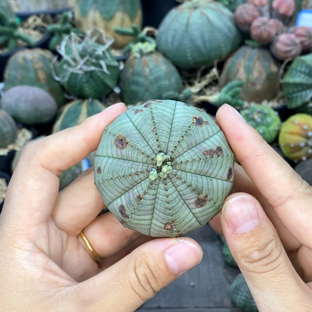 欧系实生布纹球一物一拍