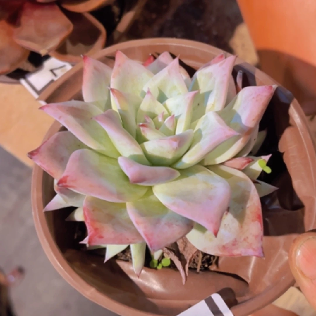 【闪购商品】祖母绿11298