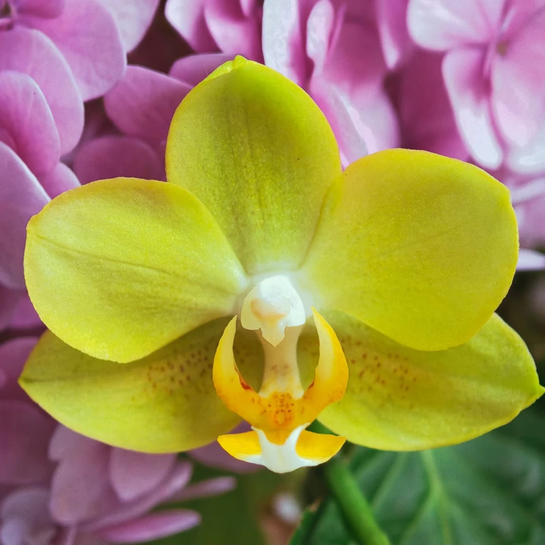 锦兰轩【阿雷佐】蝴蝶兰 默认单花箭 基地直发