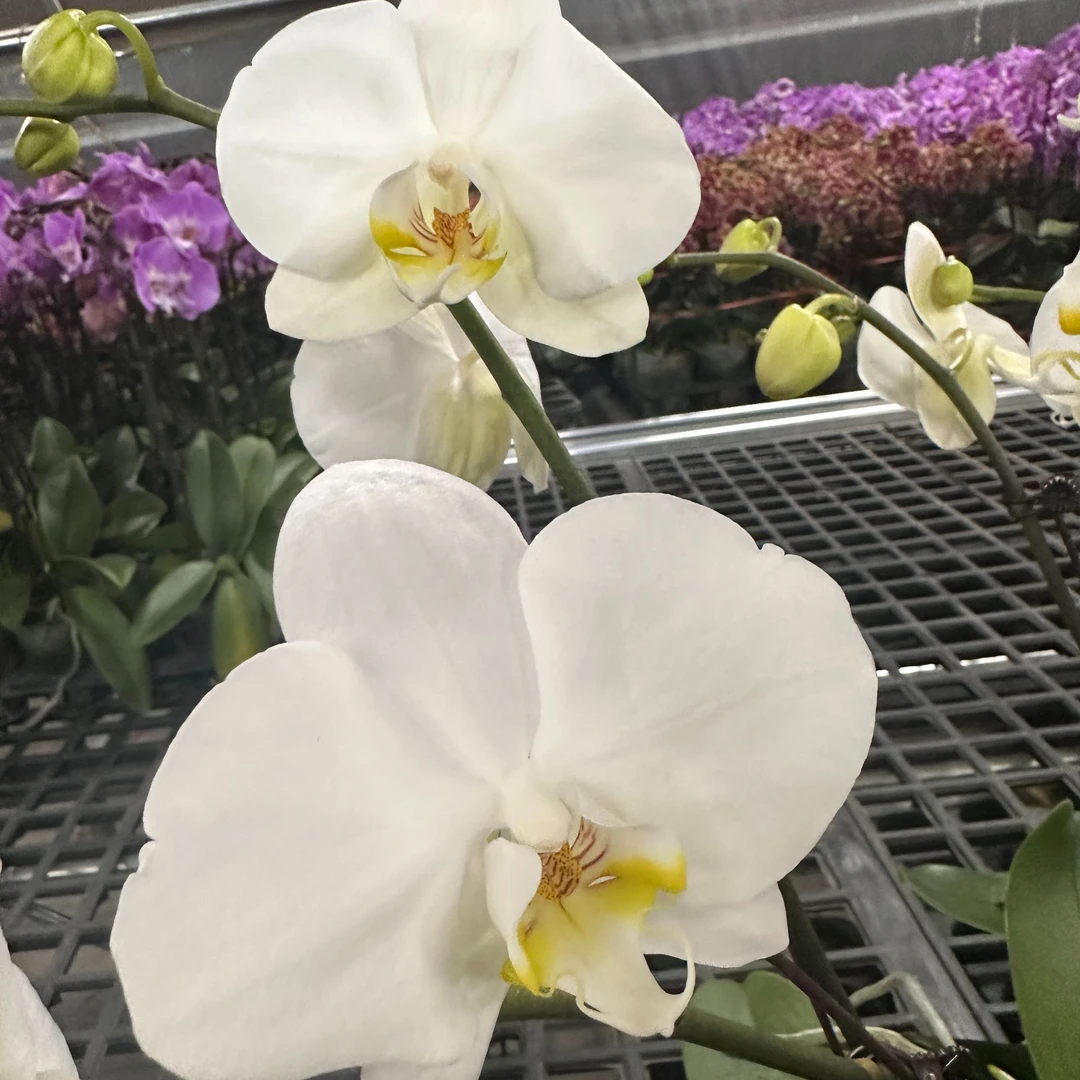 花悦里【大白v3】带花发货 室内花花 好养耐开 广州花卉源头基地