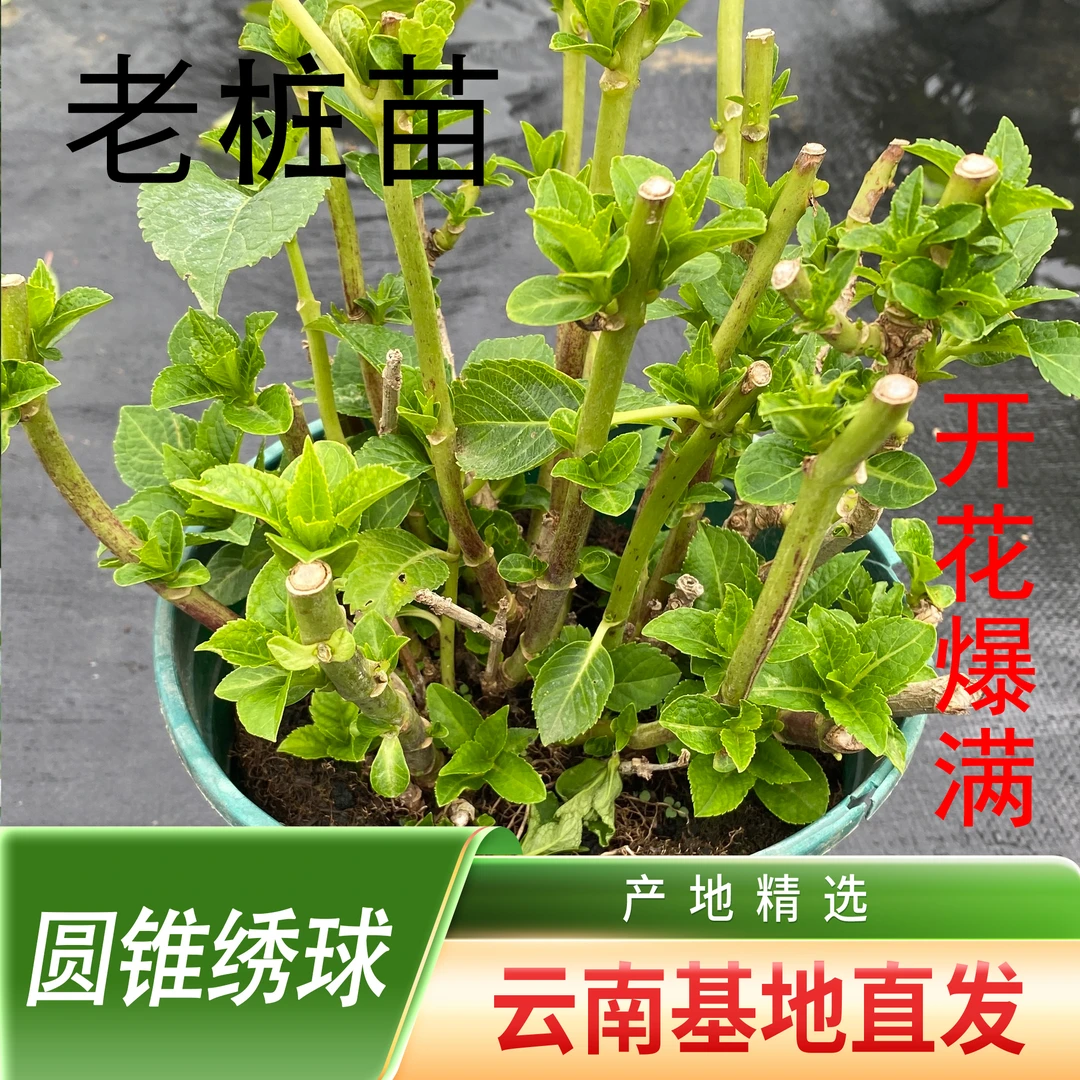 【绣球老桩】2年以上老桩  可调蓝色和粉色