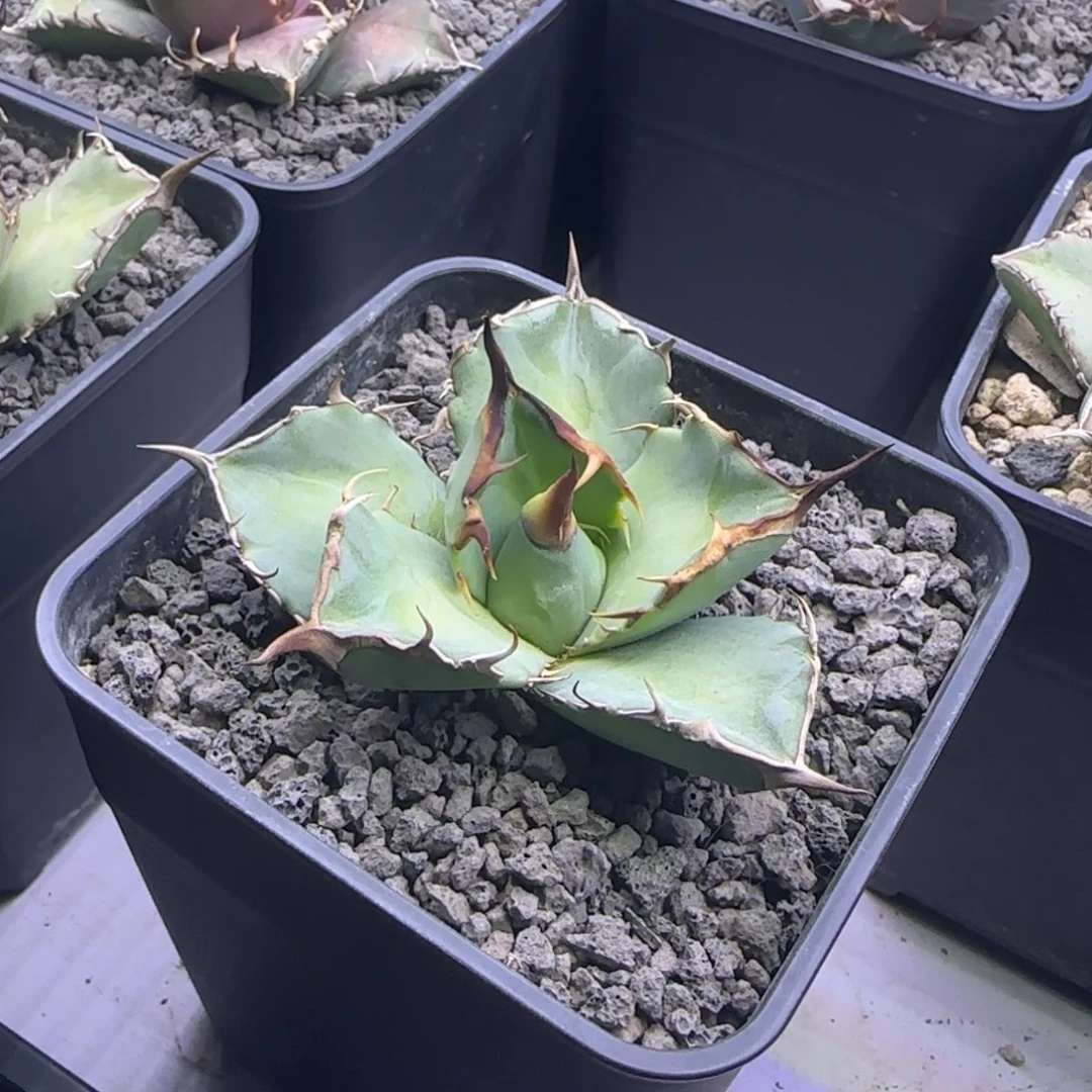 实生仁王冠龙舌兰7