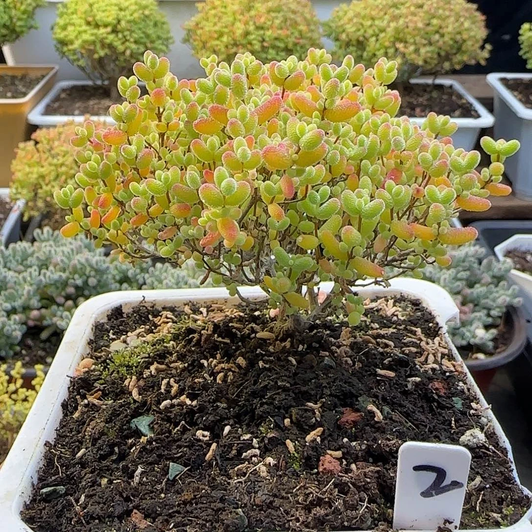 蜜橘糖球一物一拍