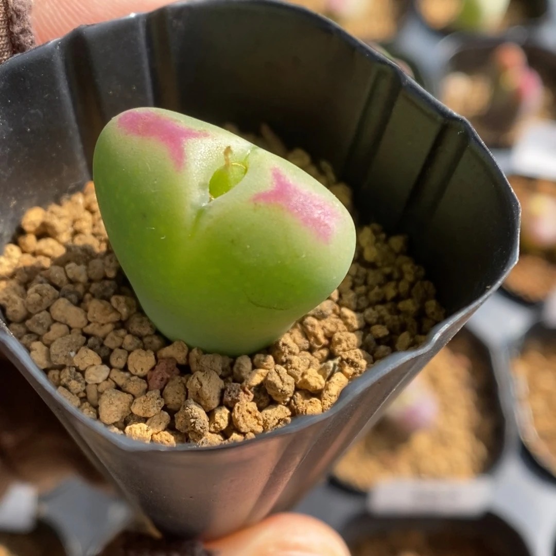多肉植物肉锥杂交K-374