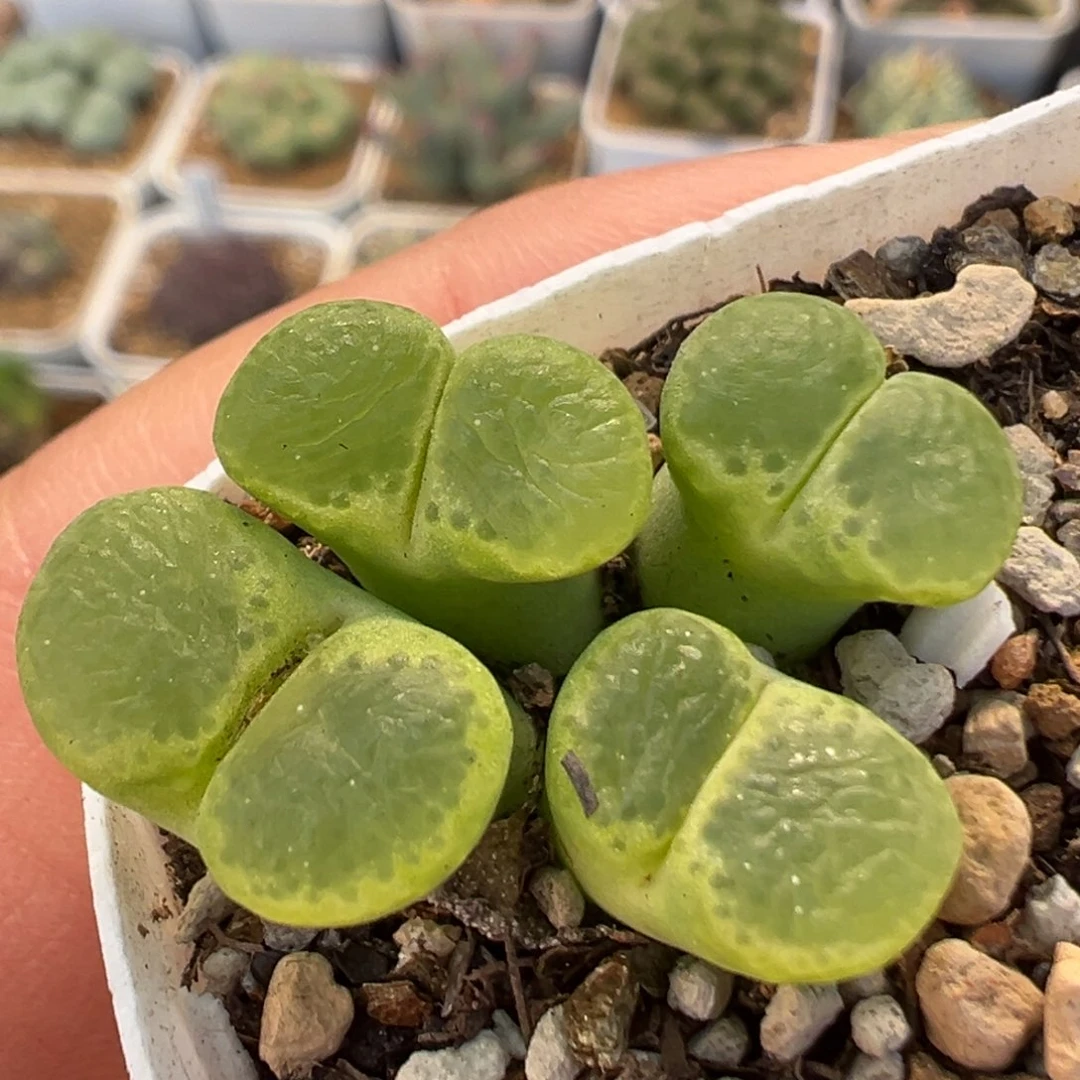 20多肉植物百科植物