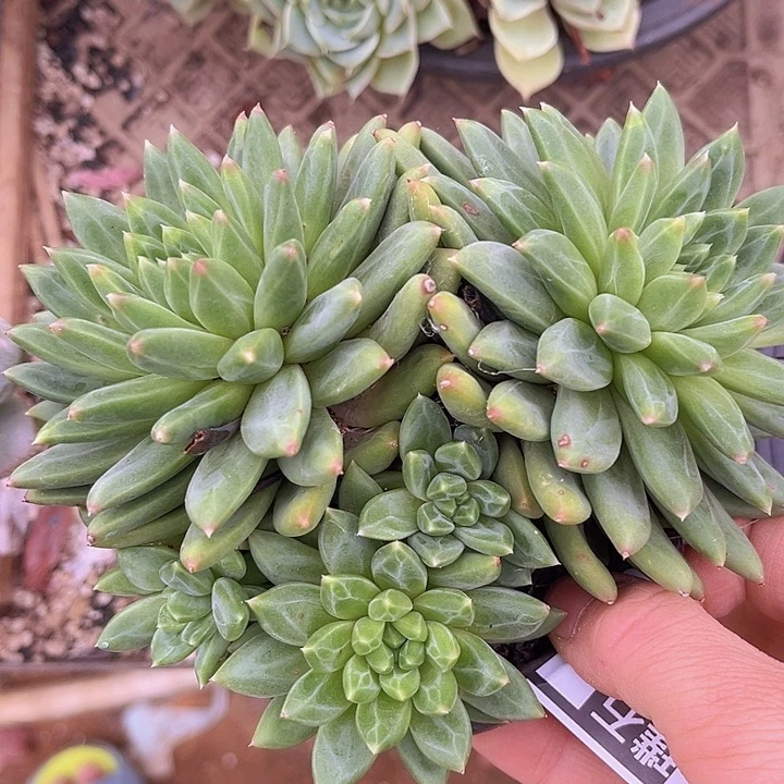 惠兰美人2685多肉植物