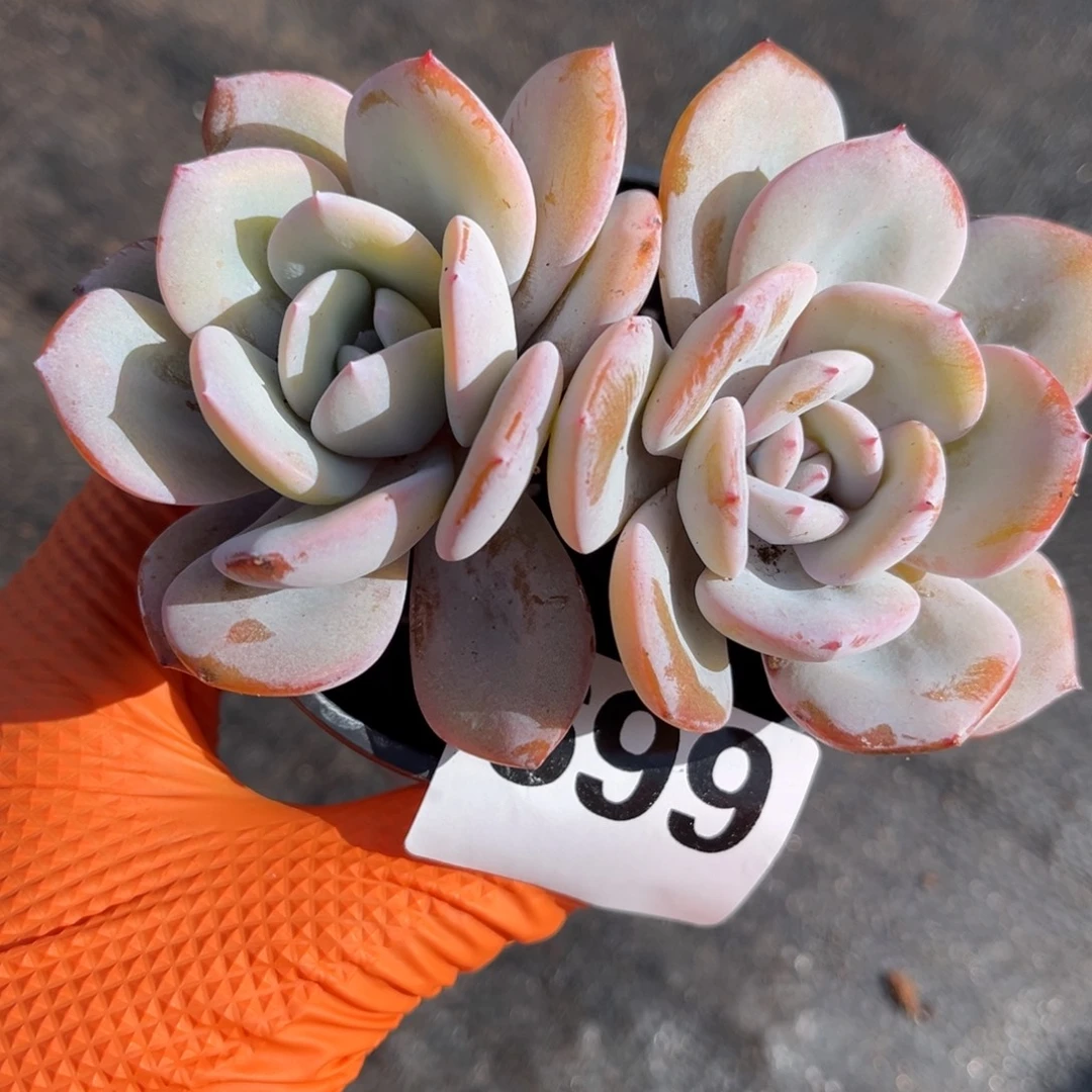 699号新疆西藏内蒙古不包邮