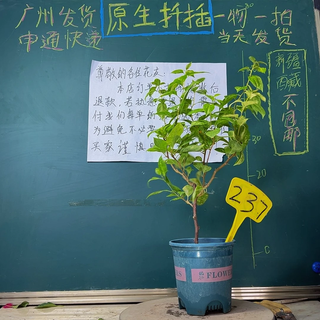 当前无花栽培后可以开花沙斑女郎237