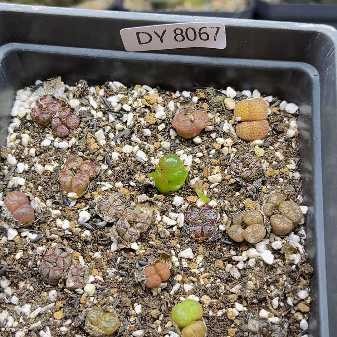 一物一拍勋章8067