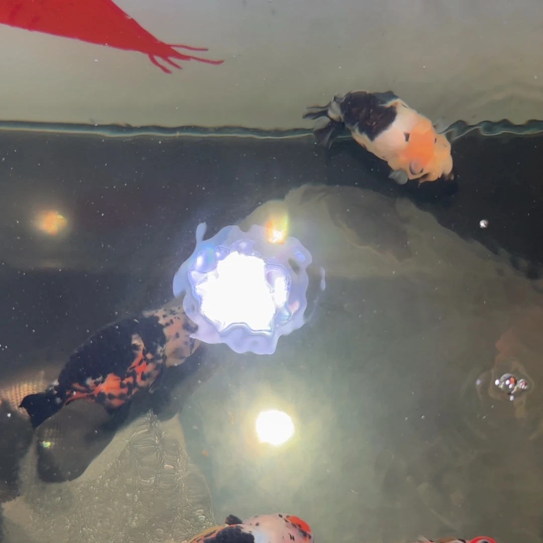 金鱼去哦六叔哦哦哦哦哦哦哦