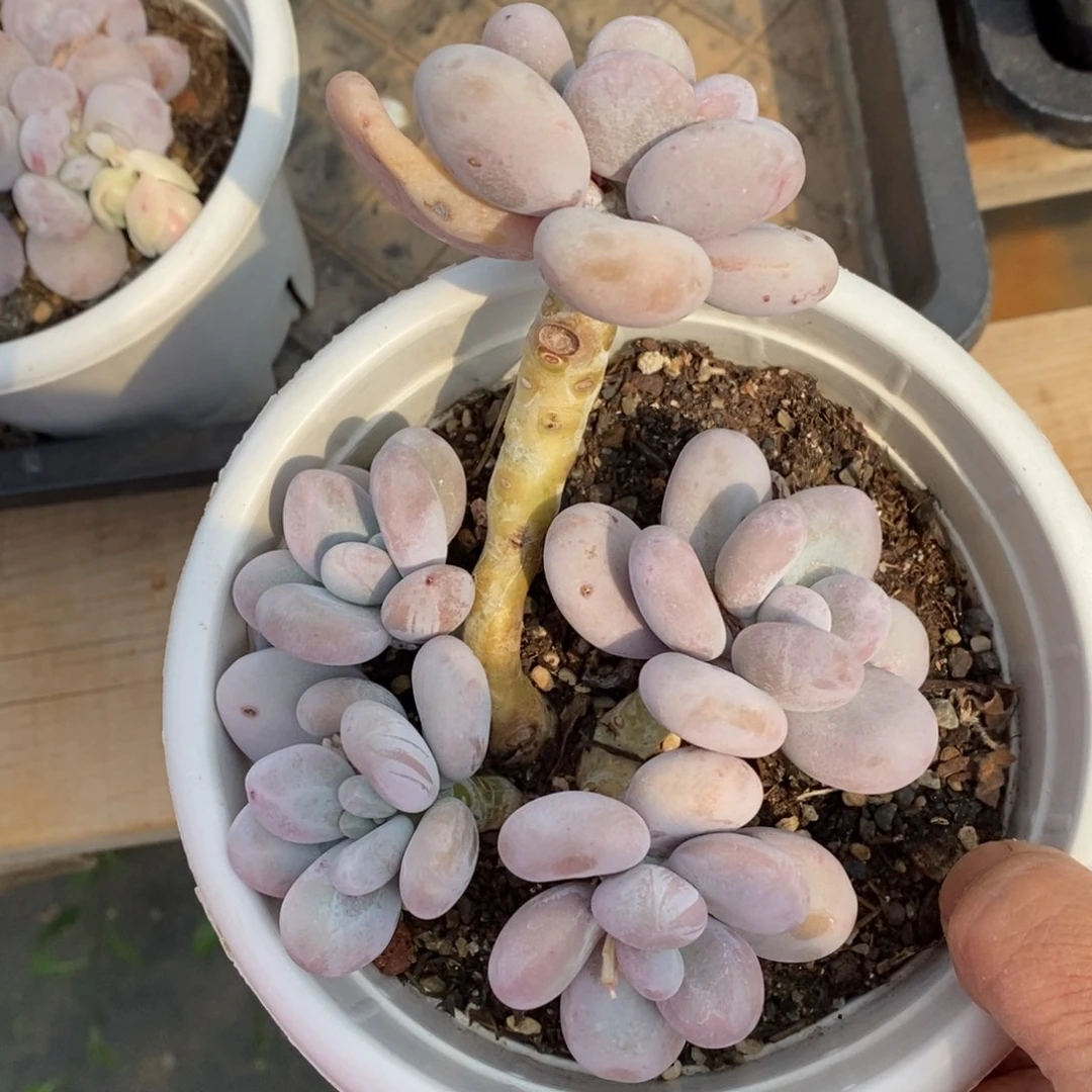 精品多肉一物一拍不包整27