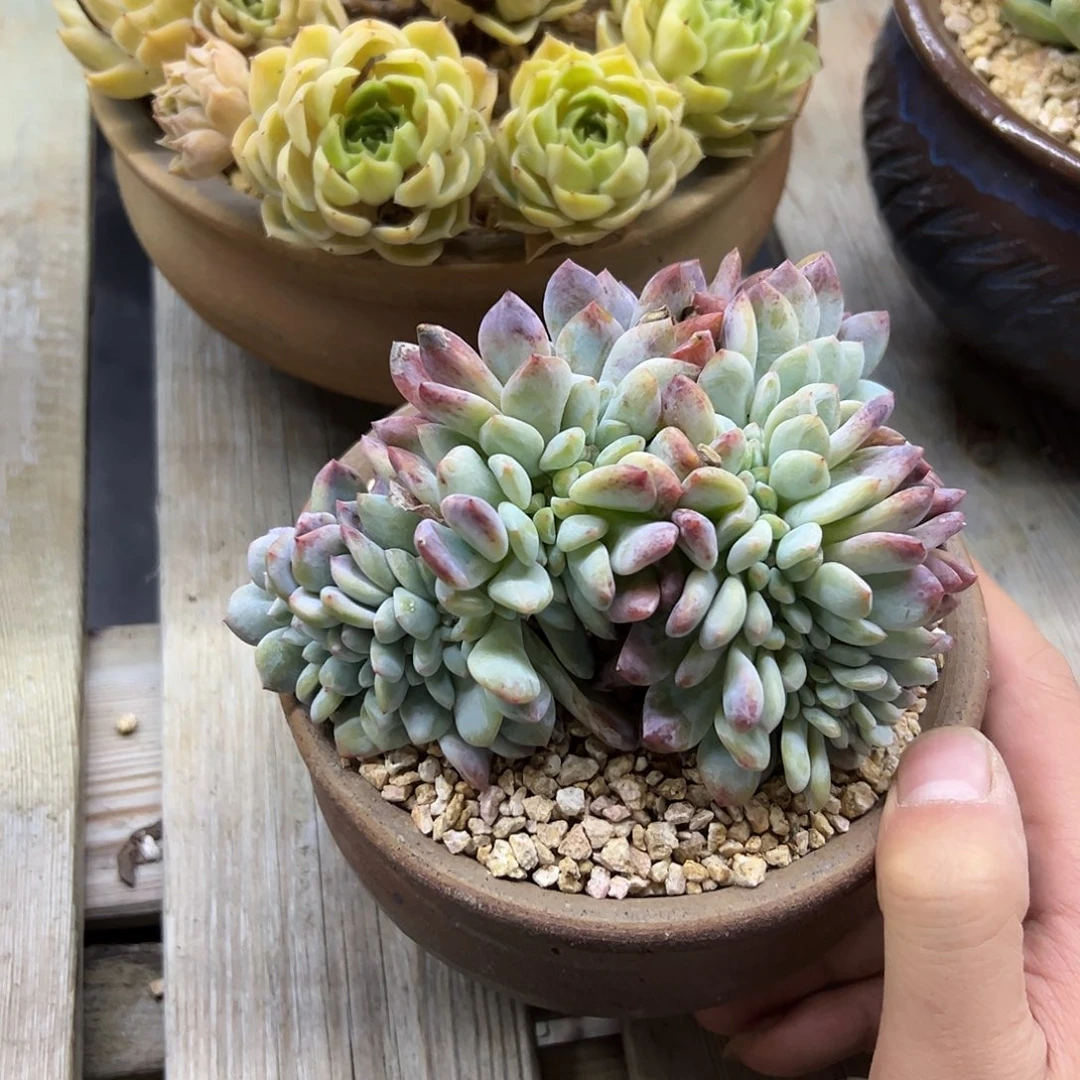 莲***花星影28 零零多肉植物