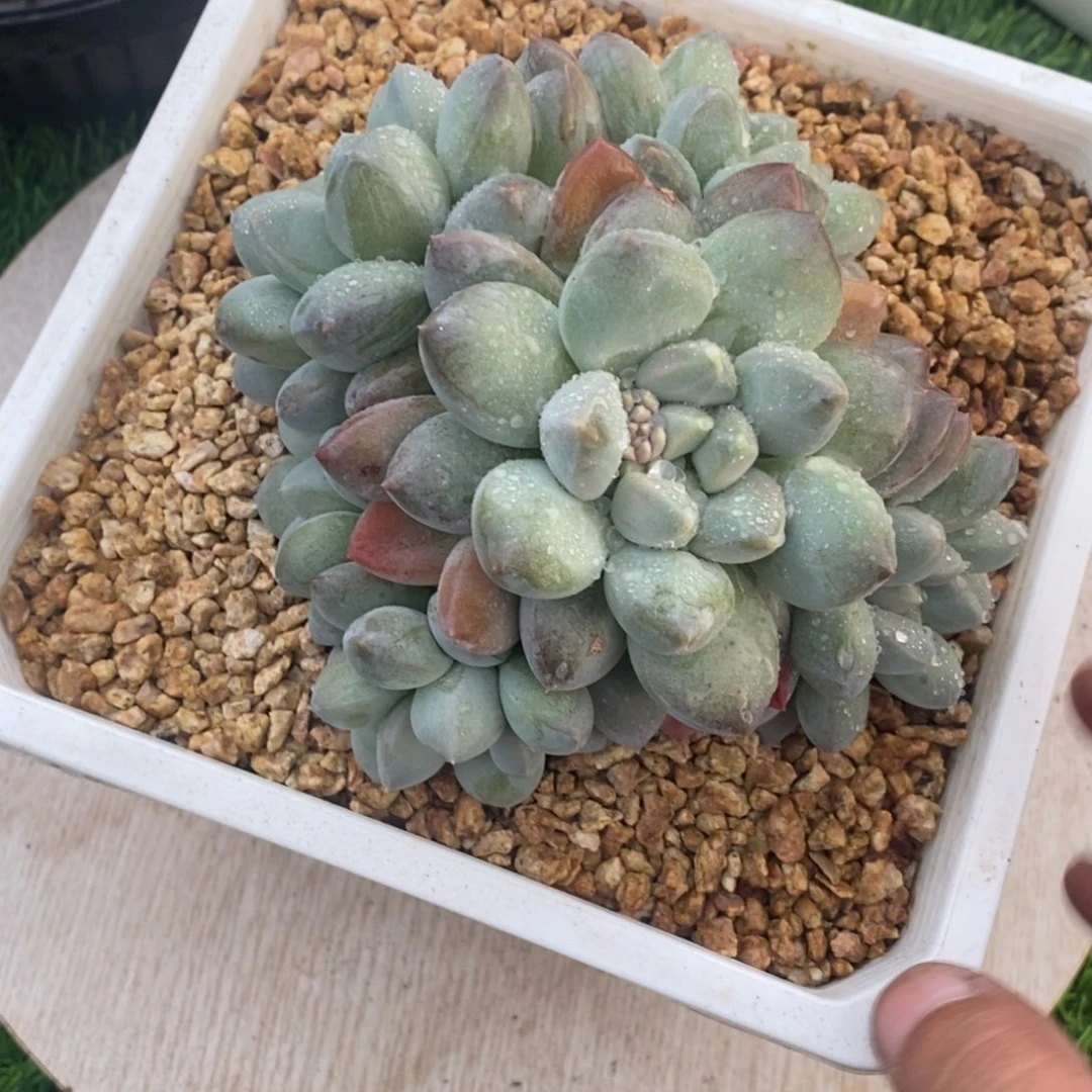 厚叶奶糖群生链接