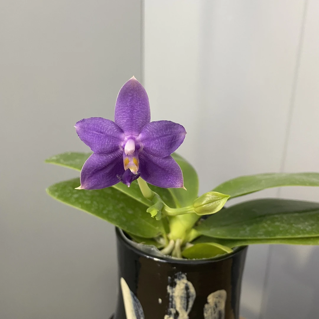【柳林蓝精灵交蓝鸟】蝴蝶兰室内鲜花迷你小型桌宠花