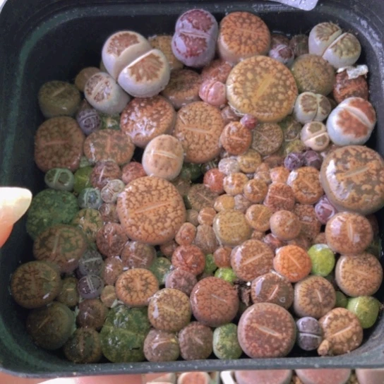 0160，如图一物一拍10厘米盆