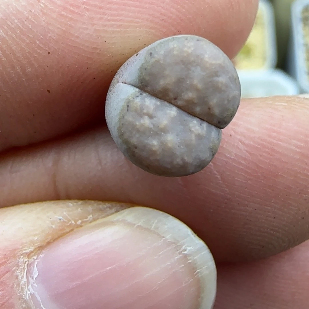 259 饼干跨年福利30包邮