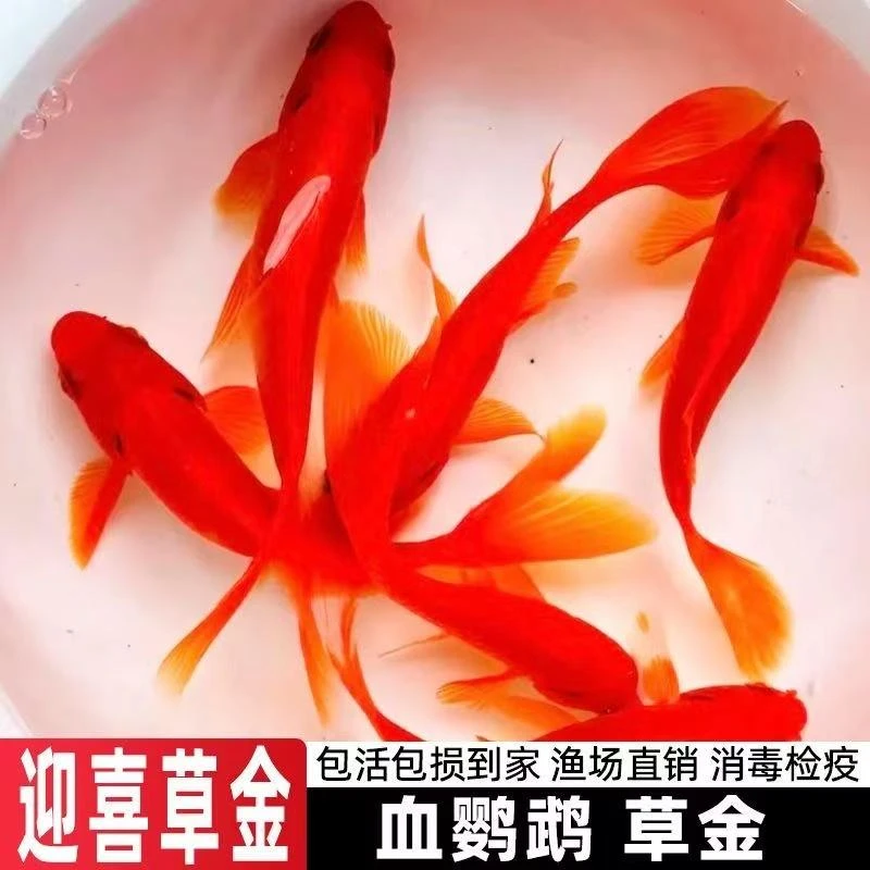 喜迎红草金鱼鹦鹉鱼懒人好养耐活长短尾练手鱼懒人养渔场直销