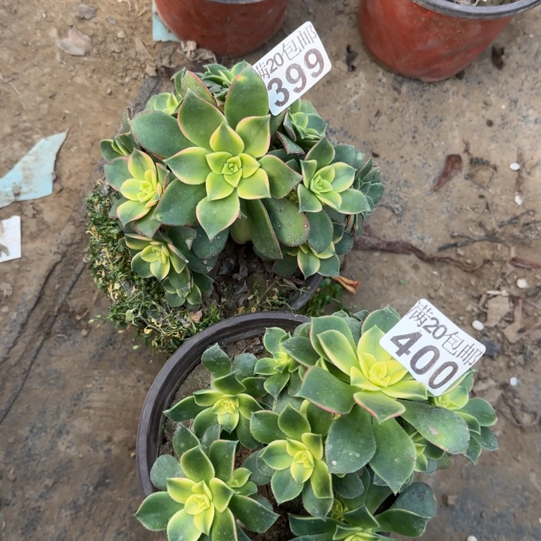 艳日辉399+400满20包邮断枝不包