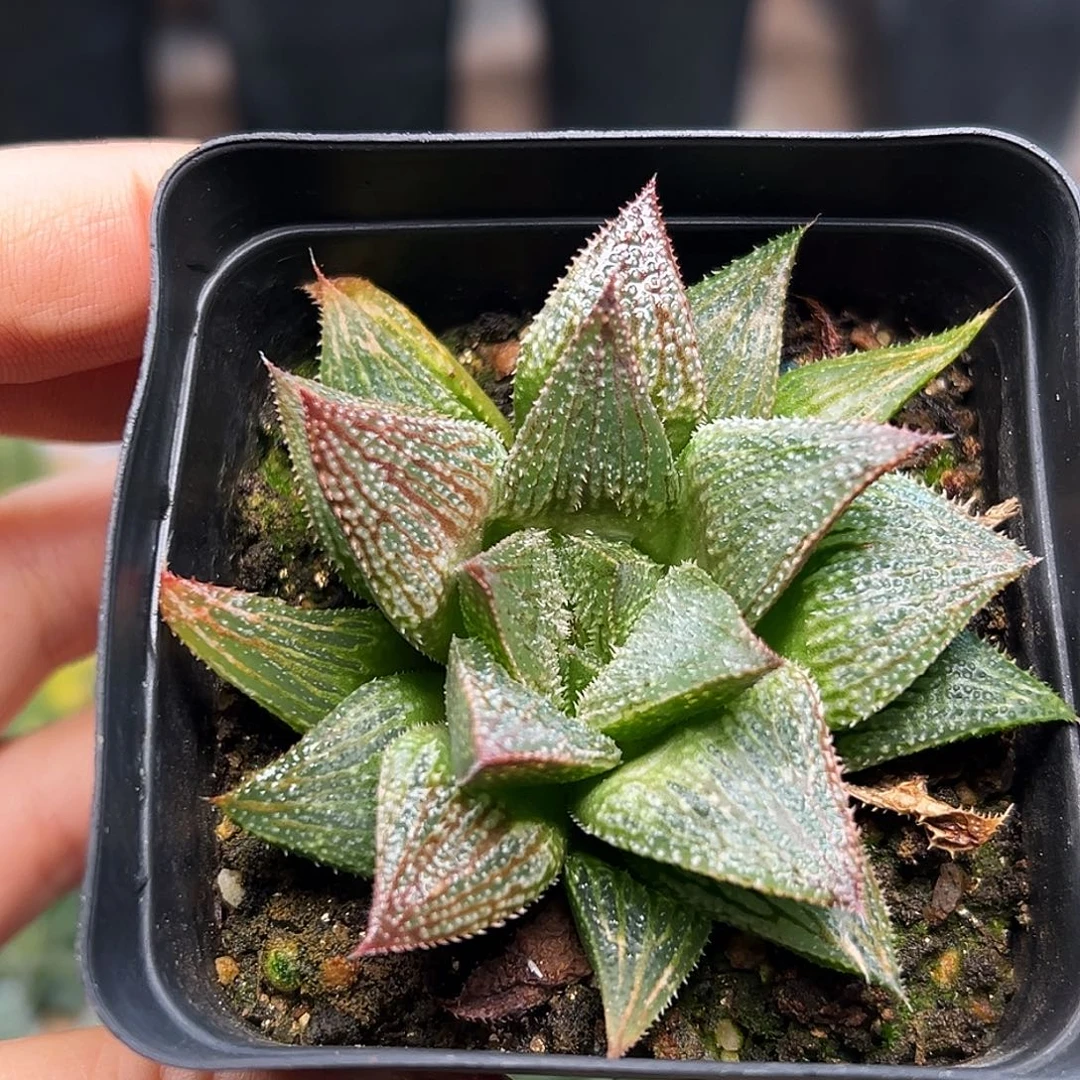 铭品寿硬叶十二卷