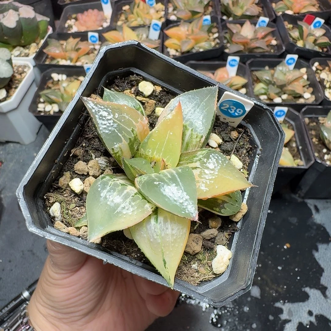 恭喜发财酒吞童子0239