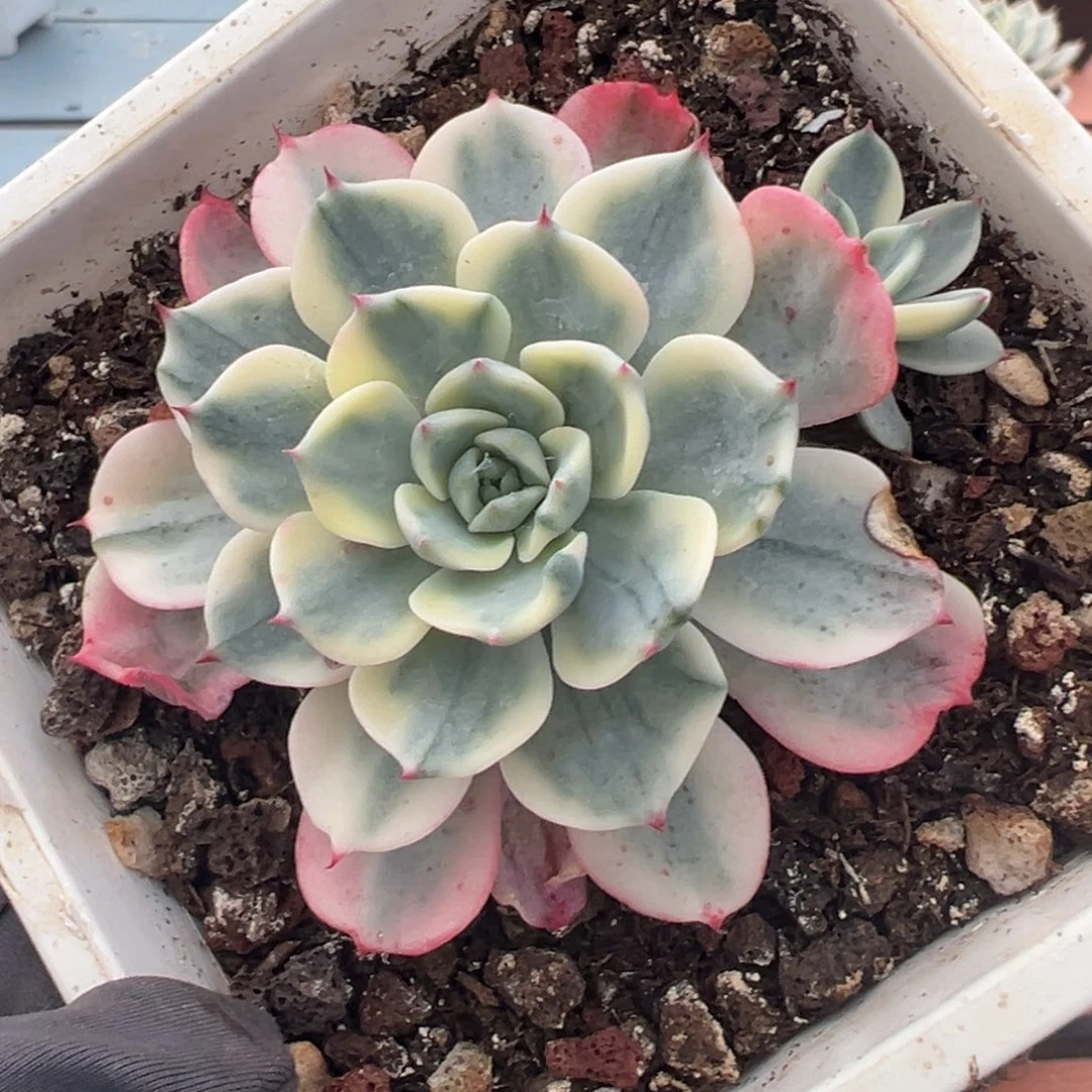 娜娜小勾锦，覆轮锦