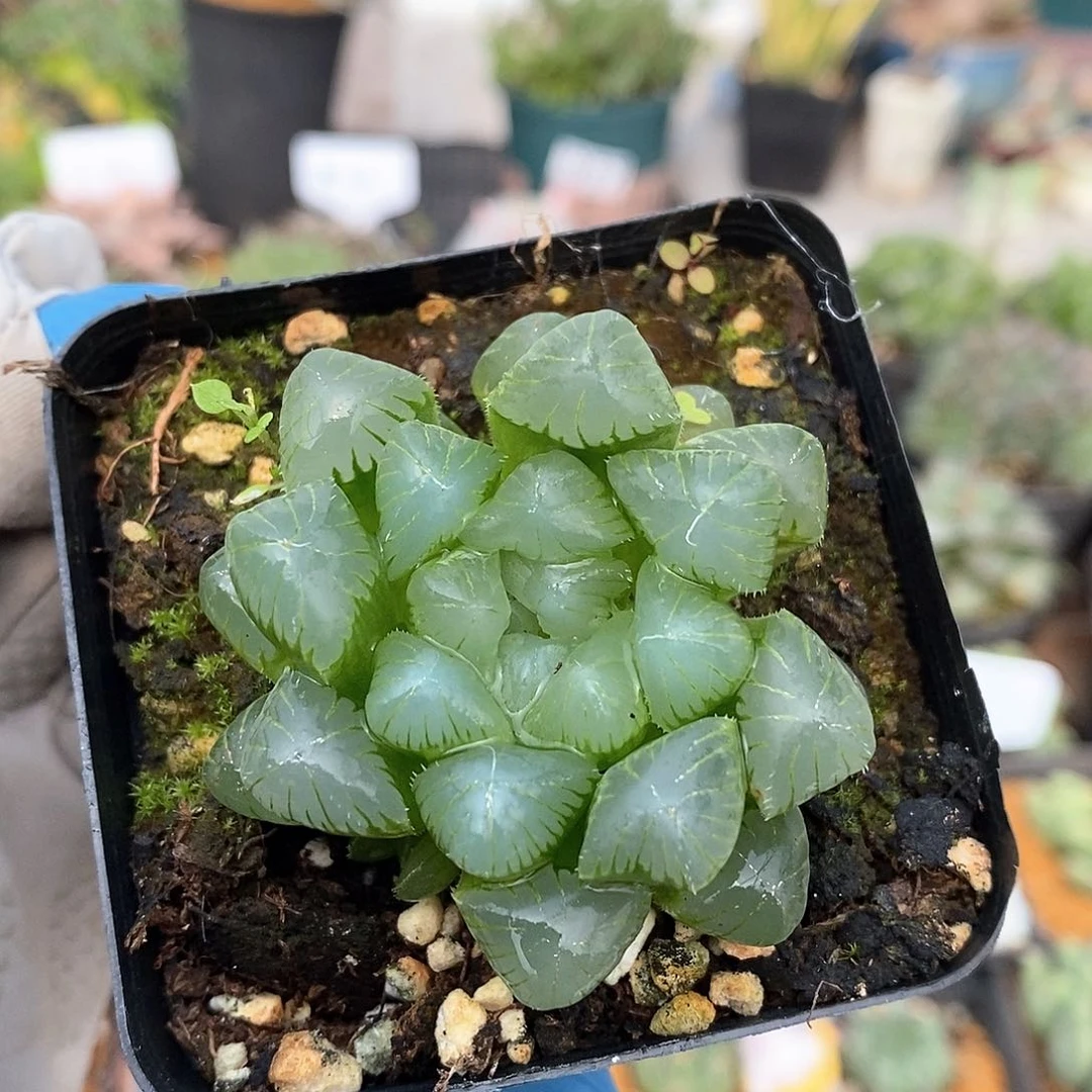 972 实生帝王 带盆土 9.9包邮