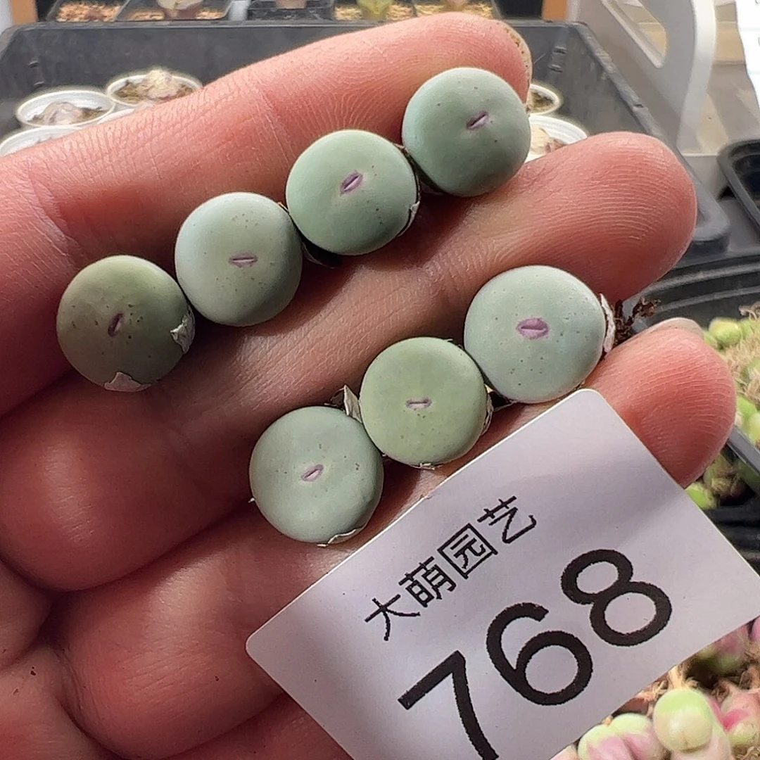 一物一拍。      768
