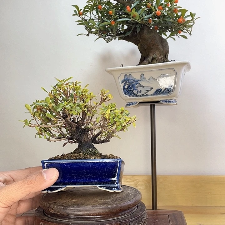 木本杜鹃红姬盆栽