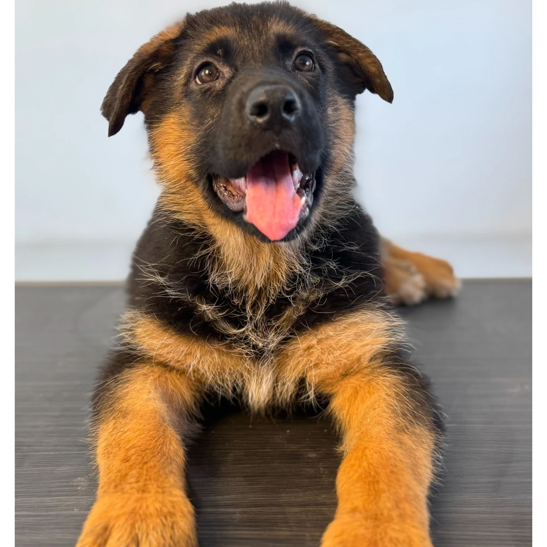 【麟喜犬舍】德牧幼犬直播间可挑选包犬瘟细小