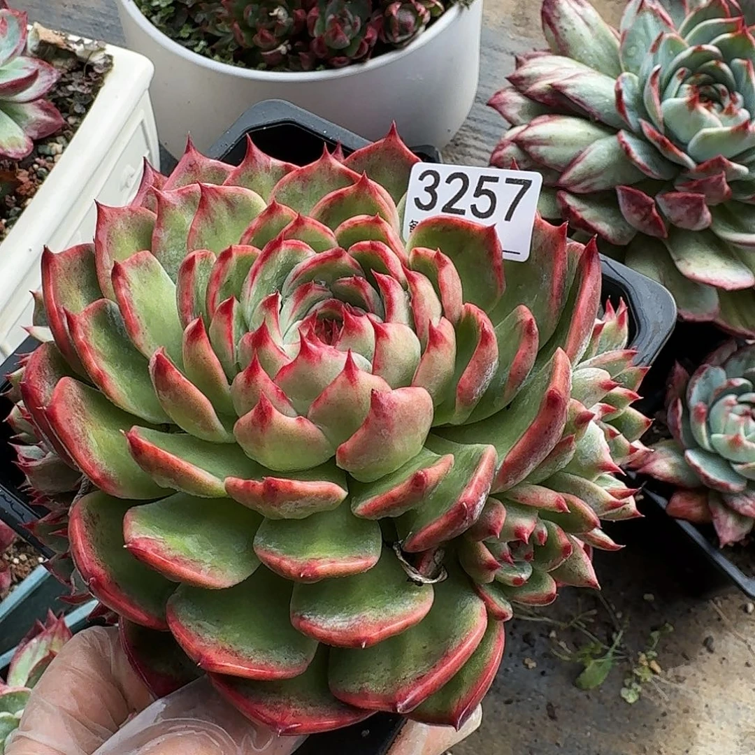 惊鸿仙子杂 3257..........