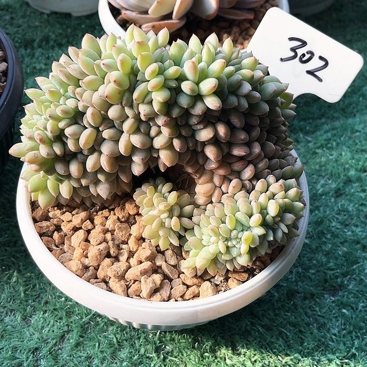 星影302号码牌子的话