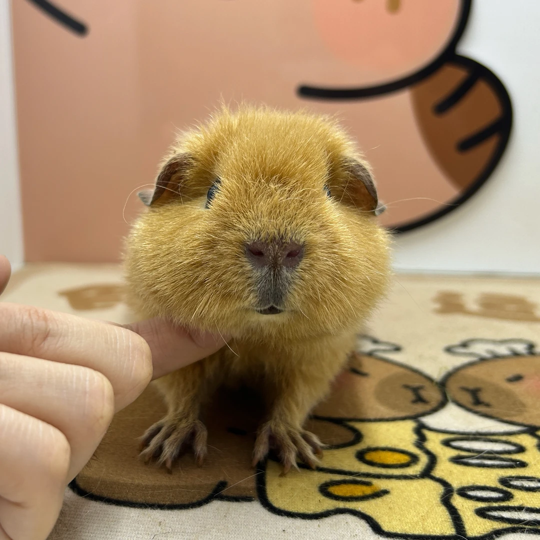 宠物豚鼠黄色美泰荷兰猪弟弟