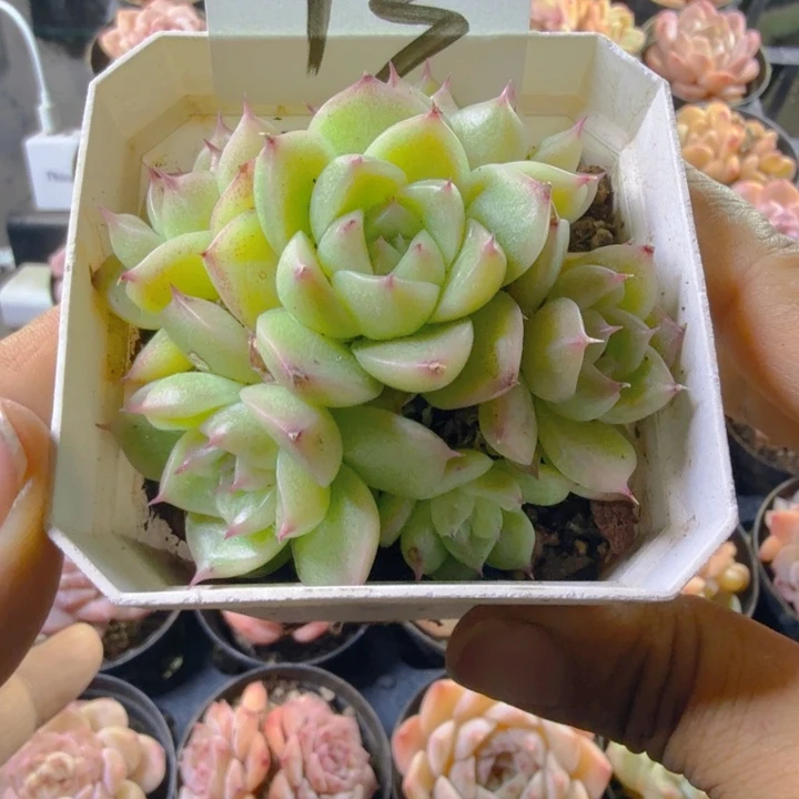 13.qqqwqqwqwwwwwwwww