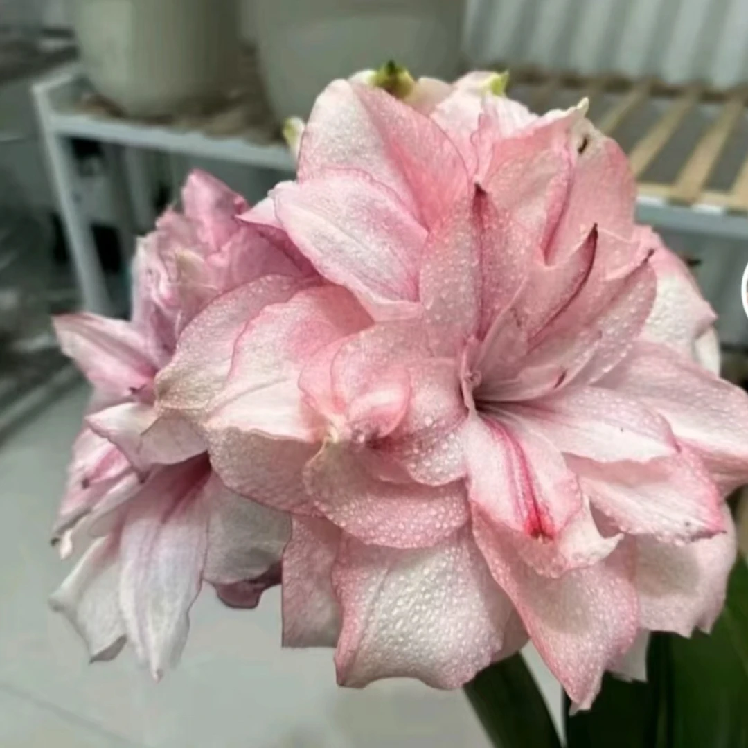 【草草花园】  思美人 朱顶红