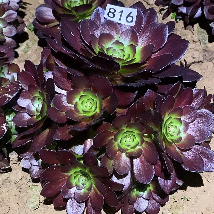 多肉植物法师816黑美人