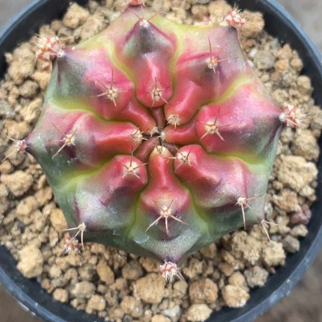 当前无花朵，栽培后可花朵皮色球