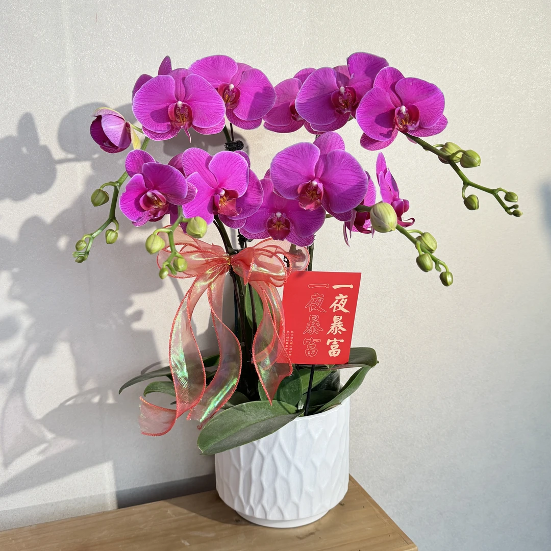 蝴蝶兰《恭喜发财》喜庆红花年宵爆款 好养耐养 基地直发