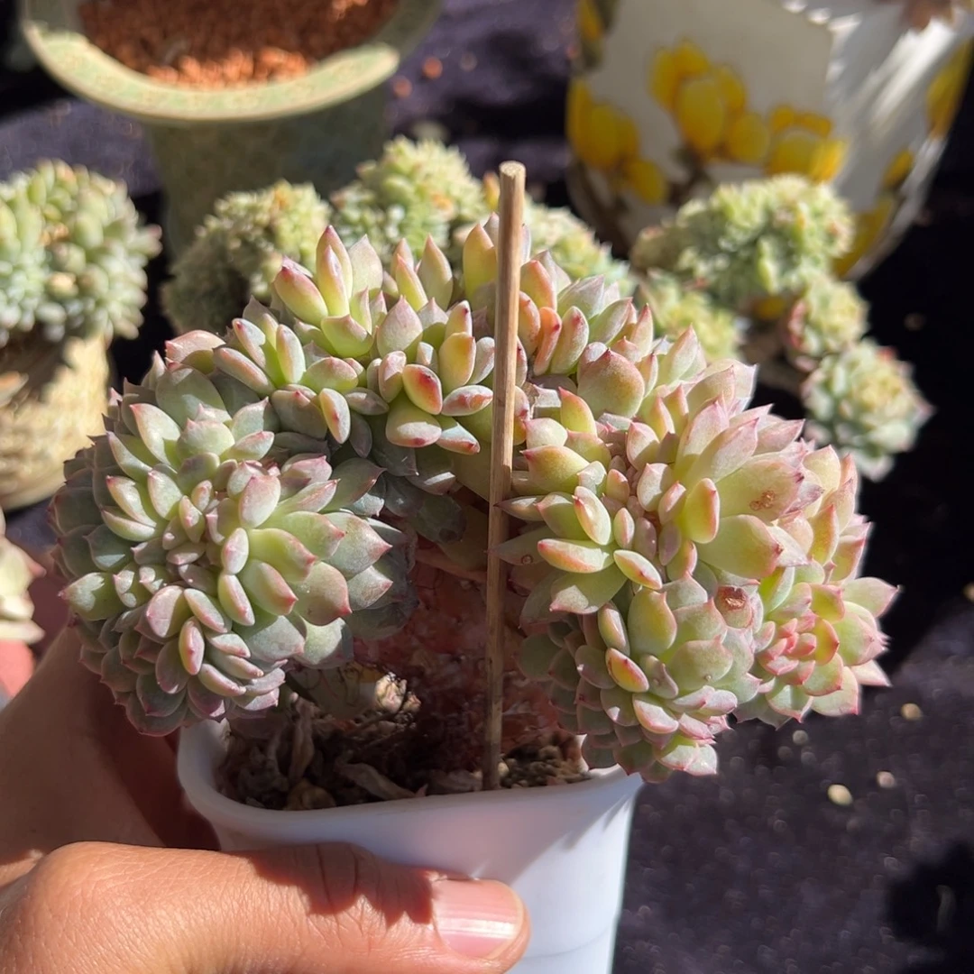 新年快乐 新年快乐