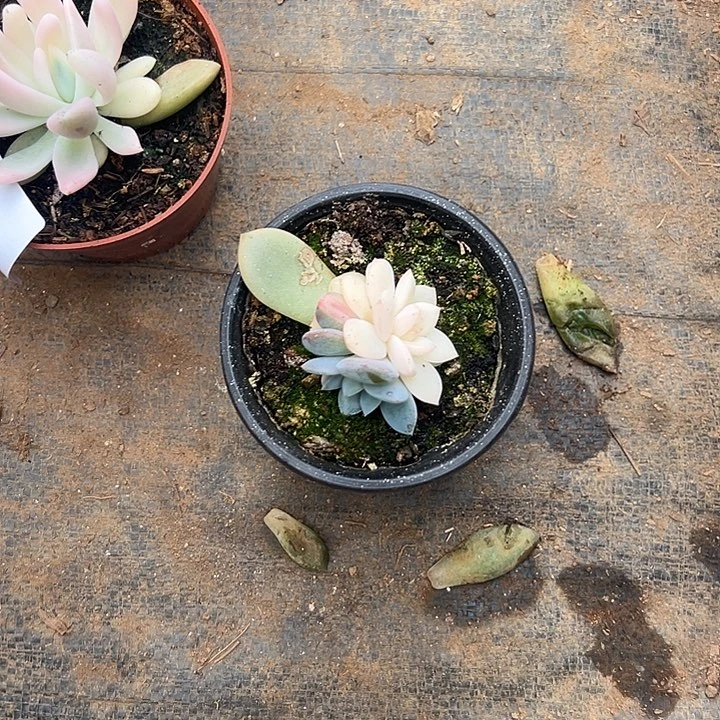 笔***缠多肉植物实物直播实物143