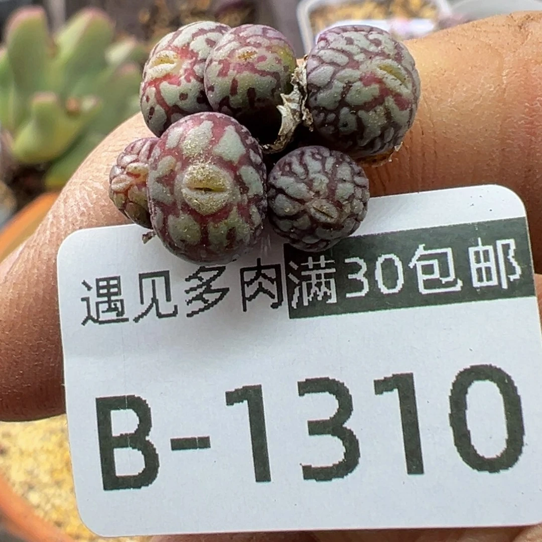 多肉植物1111111111111