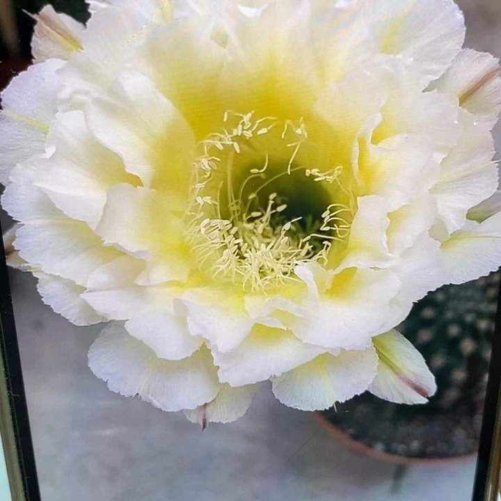 彩草云侧芽3公分左右