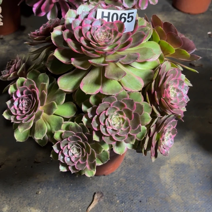 瑞妈。。。。。065粉花妖，