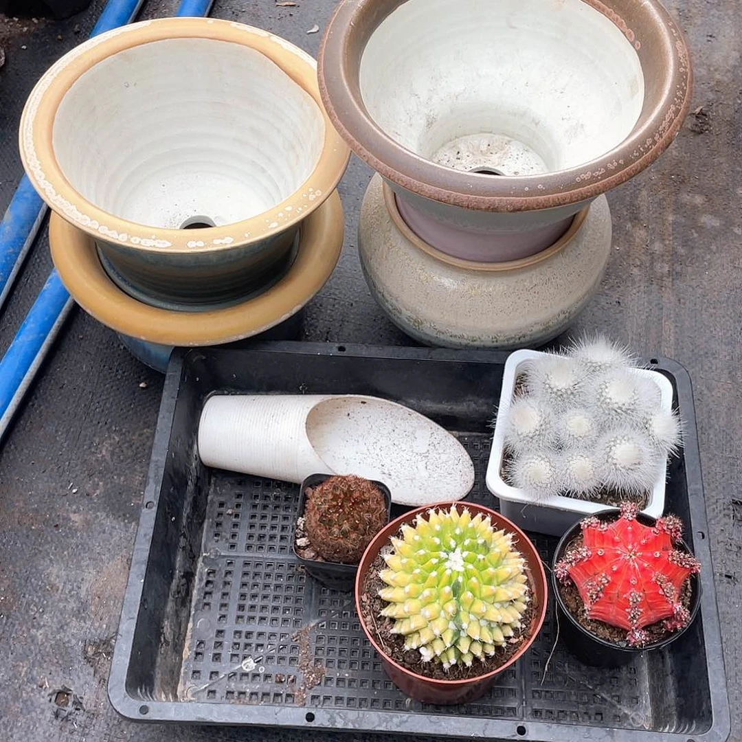 ****四颗仙人球四个景德镇盆带盆