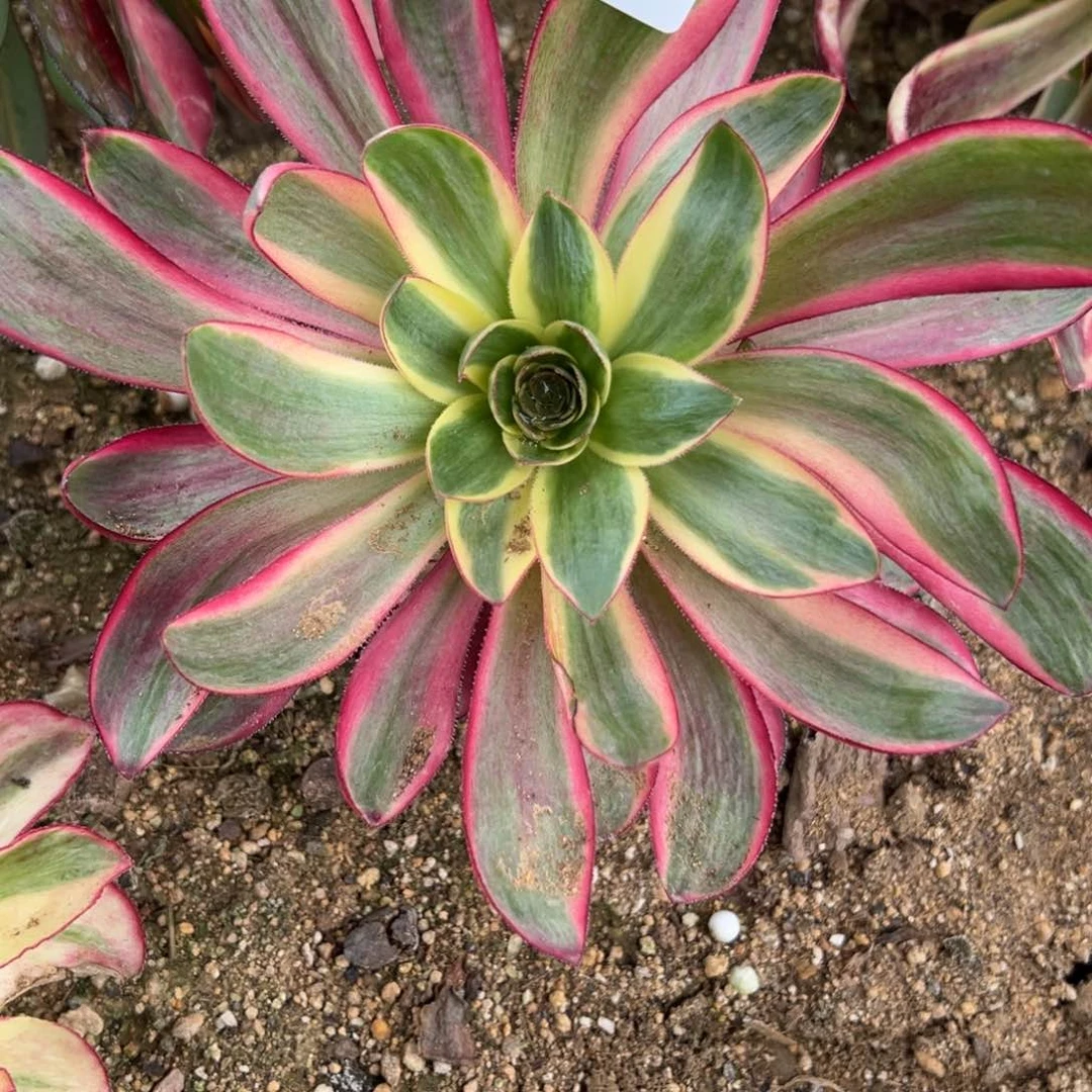 255烈焰多肉植物