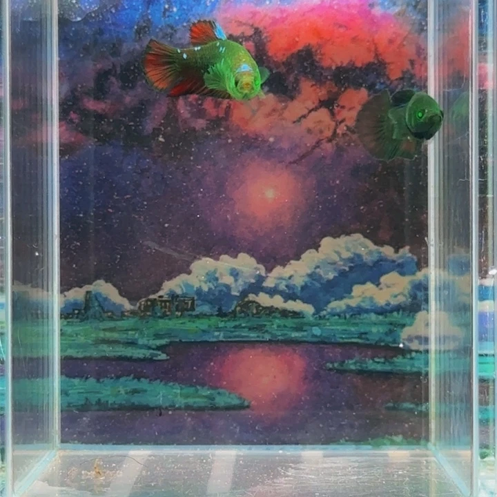 斗鱼就要努力学习生活