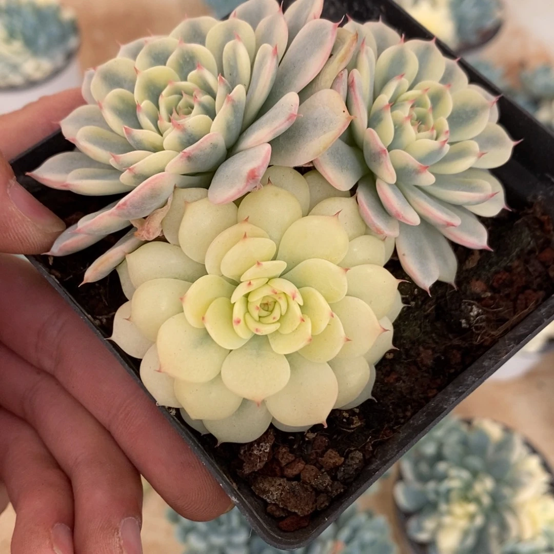 姬莲锦多肉植物8670