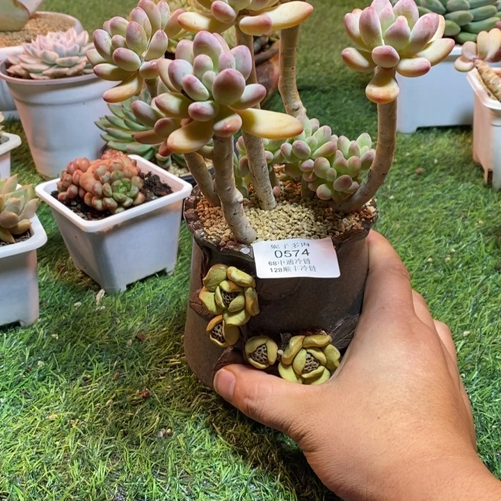 0574啊啊啊啊啊啊啊啊啊啊