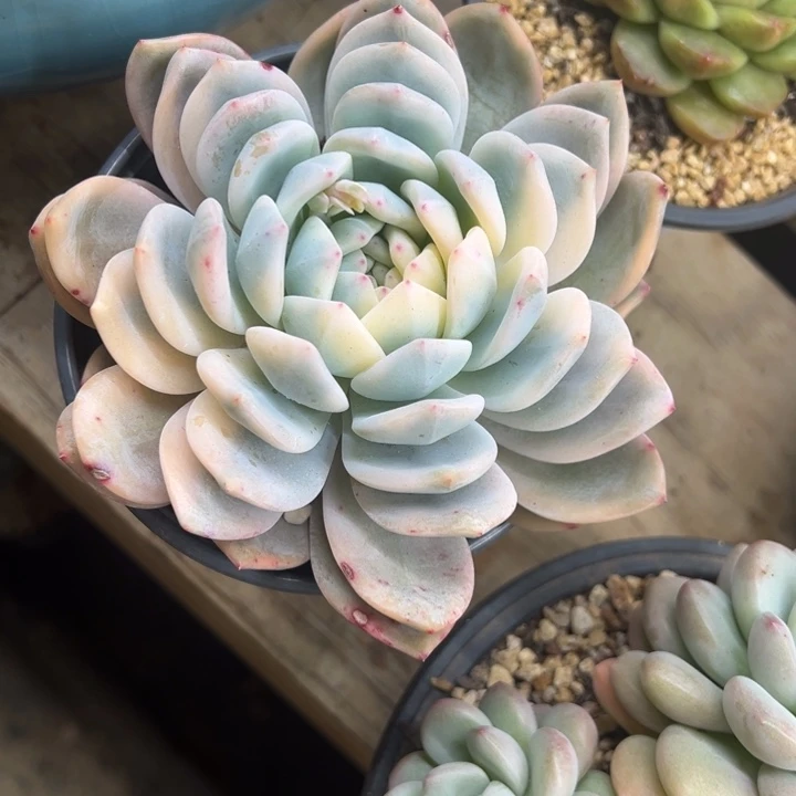 橙梦露锦 夏鸣园艺