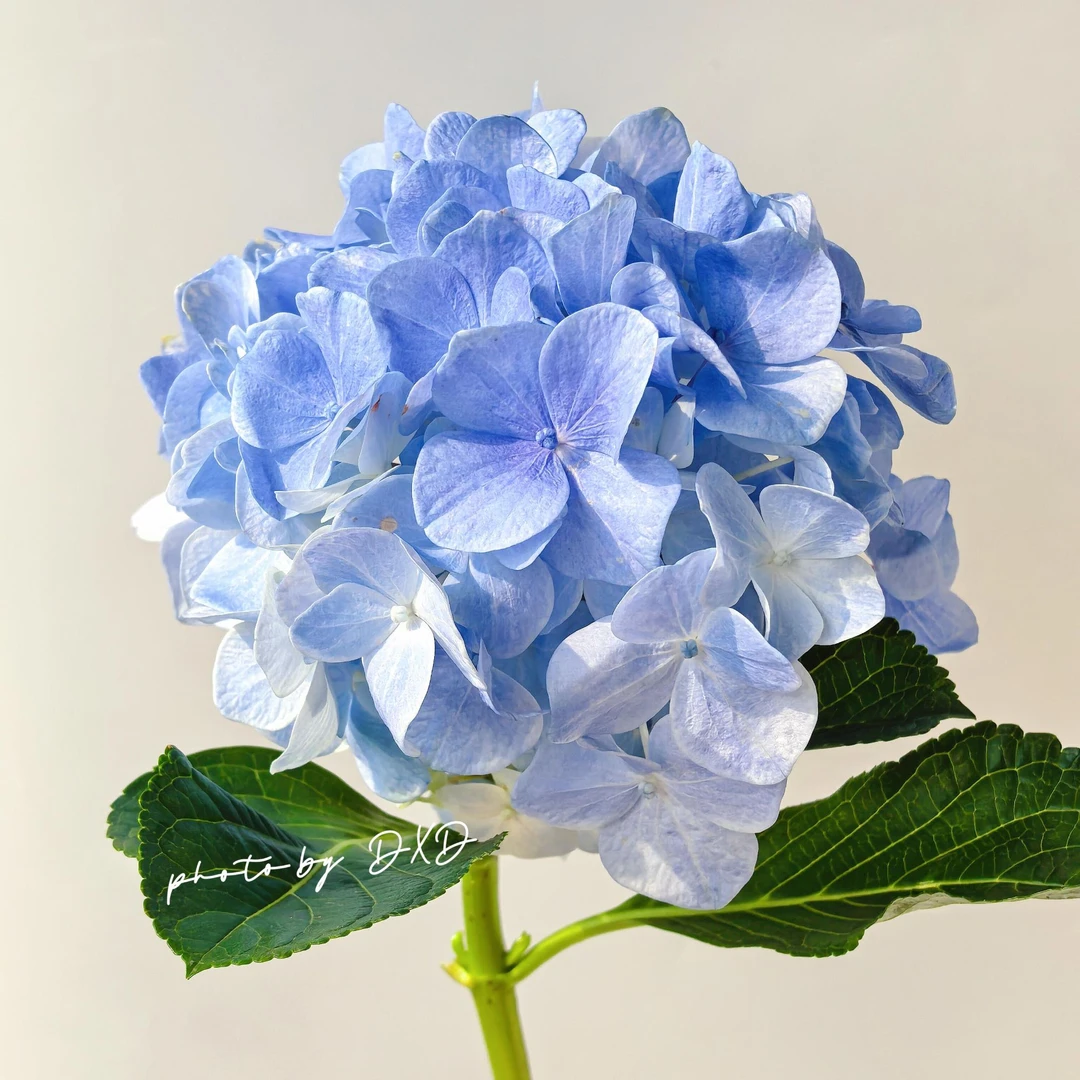 【花千氧】【混色绣球】云南基地直采直发七彩绣球鲜切花唯美浪漫